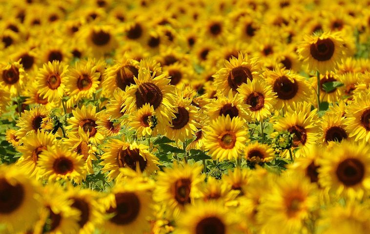 Champ de Tournesol