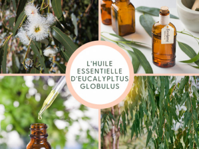 L'huile essentielle d'Eucalyptus Globulus